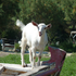 Avatar for BoatsOfGoats