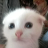 Frejcat 的头像