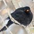 Avatar for schwarze_amsel