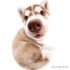 Avatar for finnithink