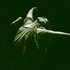 Avatar for Antony and the Johnsons