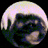 Avatar for sisterdisco