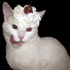 Avatar de angellicry