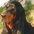 Avatar di Coonhound