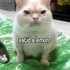Awatar dla catnip____