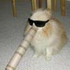 Avatar für Kattugle