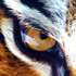 Avatar de tigerfenix