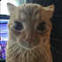 Avatar for dibdip