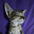 Avatar di ssatt__