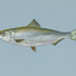 MagicalHerring 的头像