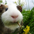 Avatar for temmie_hoi