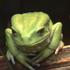 frog89 的头像