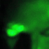 Avatar for thrwdot