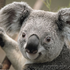 Avatar for Koalakoala