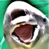 Avatar for porpoise_mouth