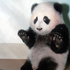 Avatar for Suurpanda