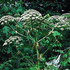 Avatar di TheGiantHogweed