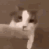 Avatar for bqaOnTop