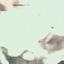 Avatar di lnmrzch
