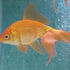 Avatar for Fish641