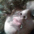 Avatar de Impaled Poser