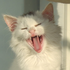 Avatar for bad_taste