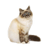 Avatar de dogboyf