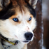 Avatar für dogeatsapea