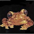 Avatar di Frogstooge