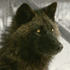 Avatar for BlackWolf-72