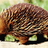 Avatar de Echidnas