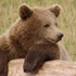 Avatar for beartactics