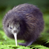 Avatar for SpikyKiwi