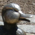 Avatar de OuackMallard