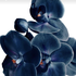 haniklooving için avatar