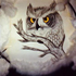 Avatar för OWL420