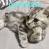 Avatar de julianbobohpta