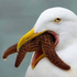 Avatar for Ahegao_Seagull