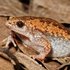 Eastern Narrow-Mouthed Toads (Gastrophyrne Carolinensis) 的头像