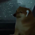 lastdoge 的头像