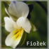 Fiolek94 的头像