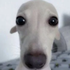 Avatar for zoyaeatsbutt