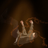 Avatar for maxd1968