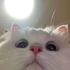 Avatar för macy_anabell