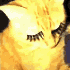 Avatar di Pamusa03