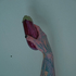 Avatar di De4thbird