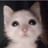 Avatar for vvthankful