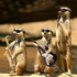 meerkatboy13 için avatar