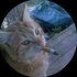 Avatar for Javascripted