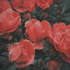 jardinserpent 的头像